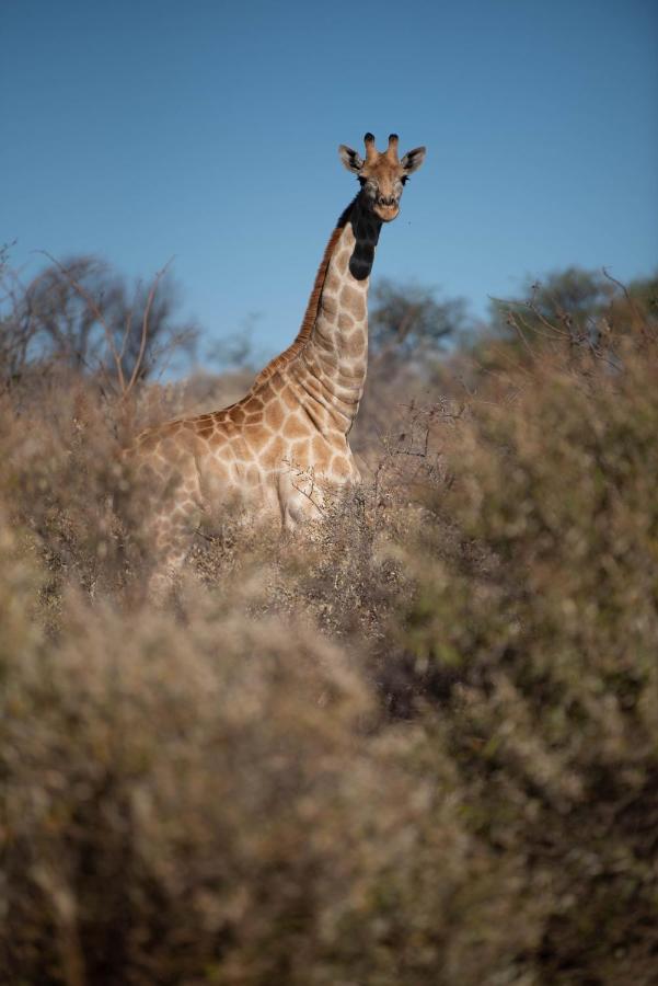 Morakane Safari Lodge Vryburg Exterior foto